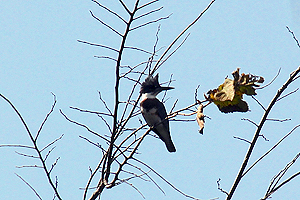 Belted Kingfisher